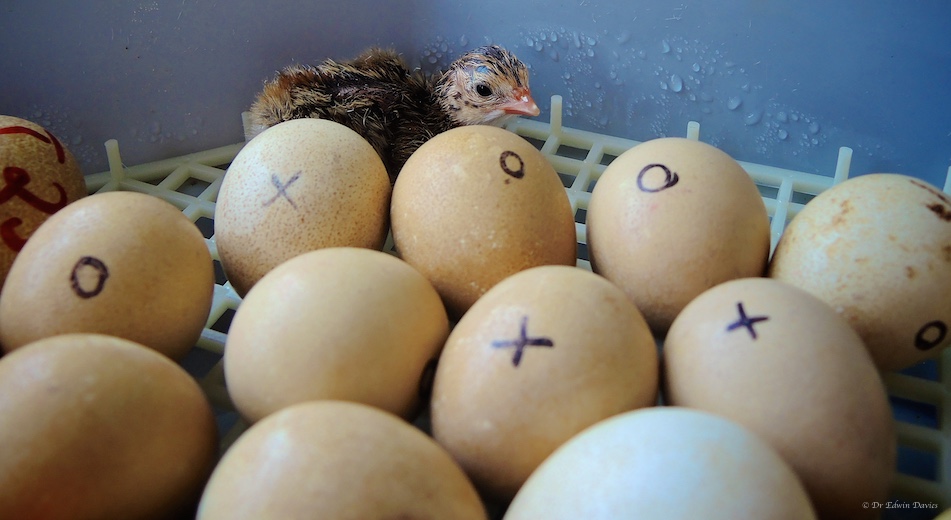 Hatching Guinieafowl eggs