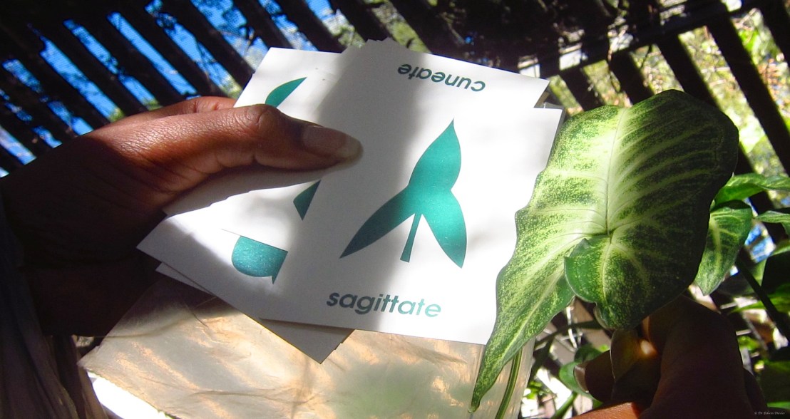 Matching leaf types on a field trip