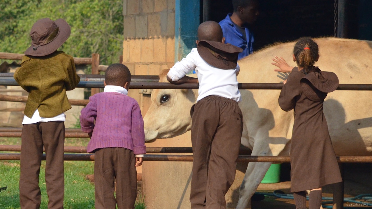 Cow after milking in the dairy