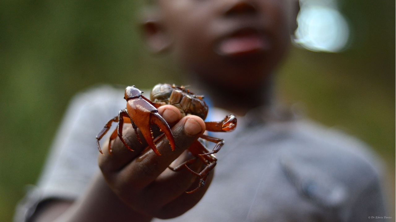 Mutare River Crab (Potamonautes mutareensis)