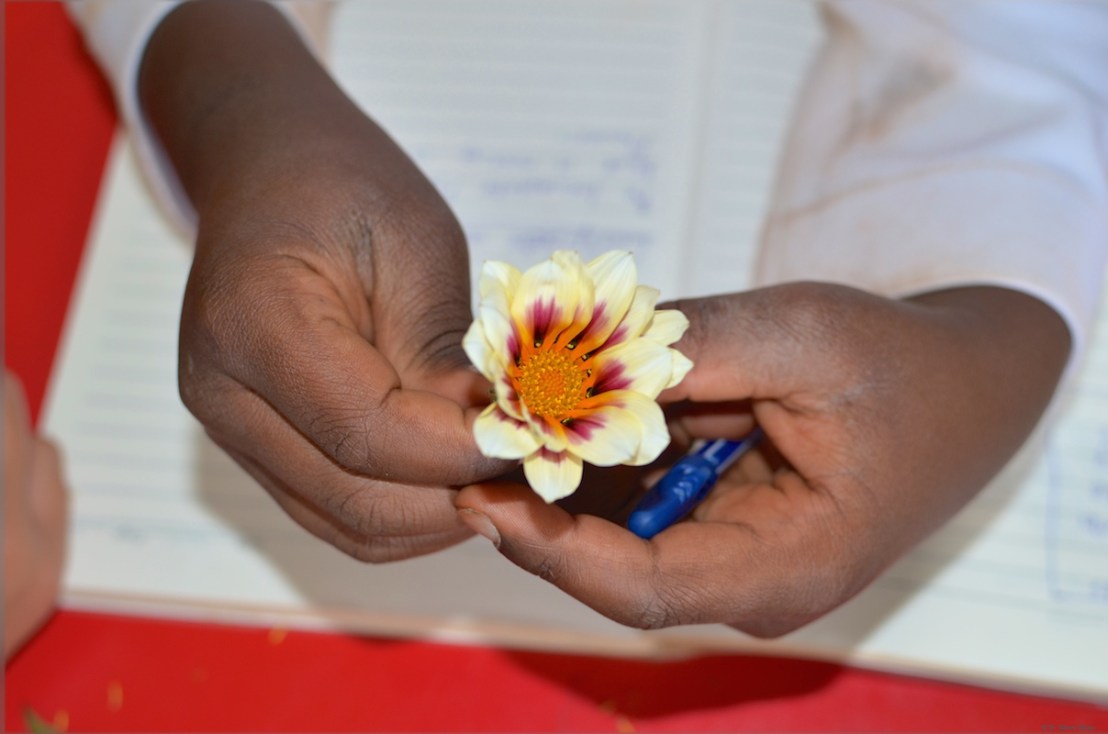 Discovering nectar guides in our garden flowers