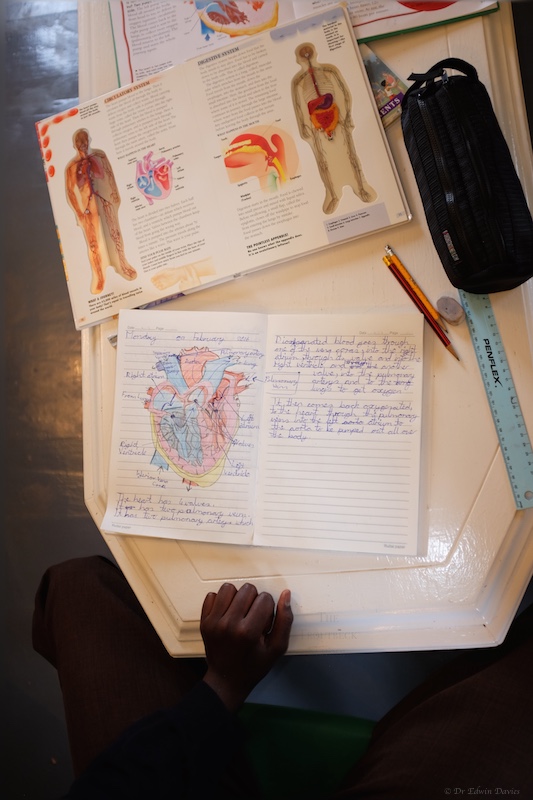 Diagram drawn of the human heart