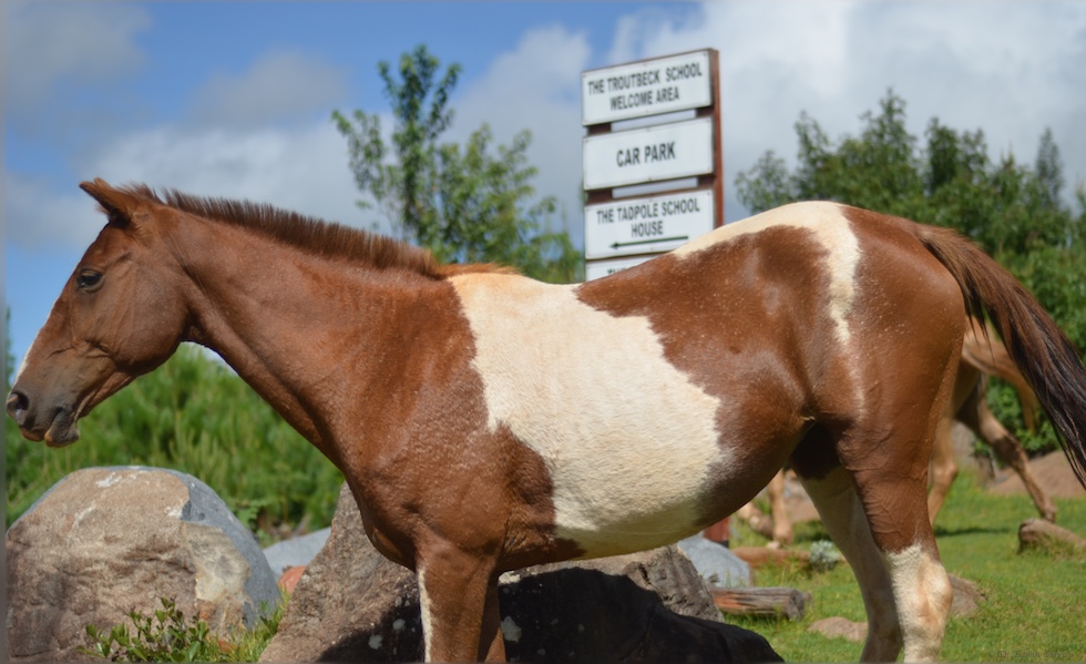 Horse at The Troutbeck School car park