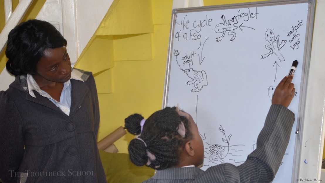 Learning about the lifecycle of frogs