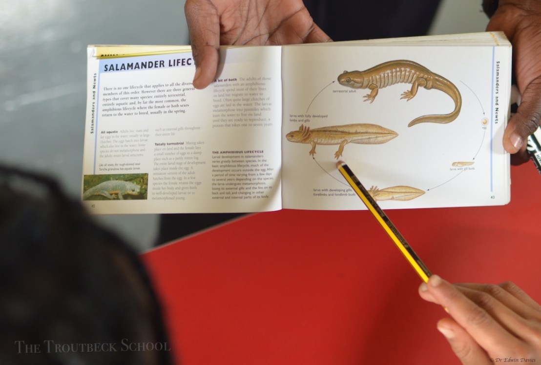Life cycle of the salamander