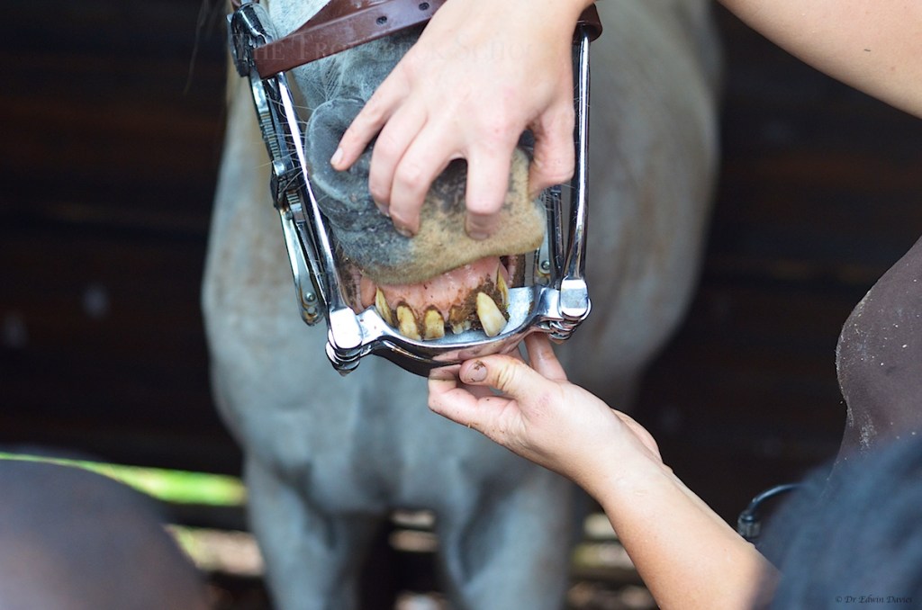 Veterinary Science Day – Rasping Horse Teeth | The Troutbeck School